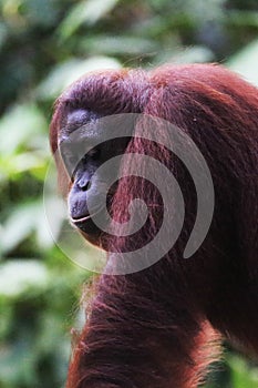 Vertical closeup of an adult red orangutan in a jungle