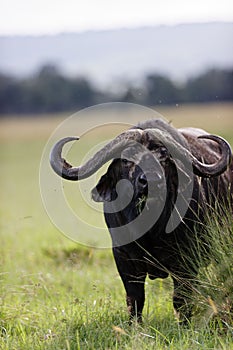 Vertical closeup of an African buffalo (Syncerus caffer) eating in the Masai Mara, Kenya