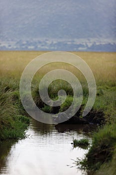 Vertical closeup of an African buffalo (Syncerus caffer) in a river in the Masai Mara, Kenya