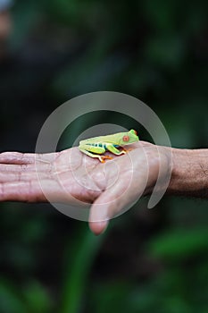 Vertical closeup of Agalychnis callidryas, the red-eyed tree frog on the man's hand.