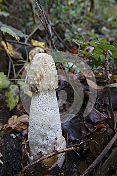 Vertical closeup on an aged the common stinkhorn mushroom, Phallus impudicus ommiting a bad smell