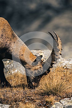 Vertical closeup of an Alpine ibex grazing in the mountains, yellow grass, blurred stones background