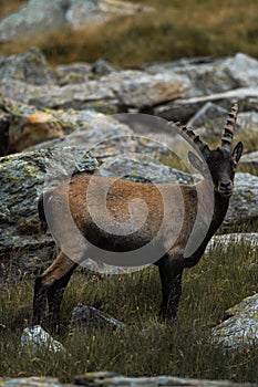 Vertical closeup of an Alpine ibex in the mountains, yellow grass and blurred stones background