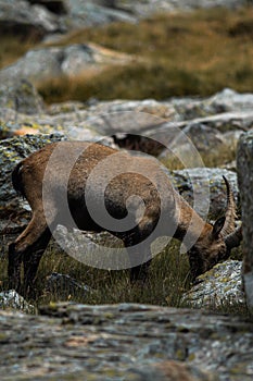 Vertical closeup of an Alpine ibex in the mountains, yellow grass and blurred stones background