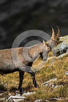 Vertical closeup of an Alpine ibex in the mountains, yellow grass and blurred stones background