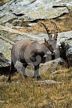 Vertical closeup of an Alpine ibex in the mountains, yellow grass and blurred stones background