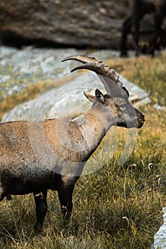 Vertical closeup of an Alpine ibex in the mountains, yellow grass and blurred stones background