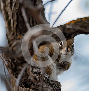 Vertical closeup of the American red squirrel on a tree. Tamiasciurus hudsonicus.