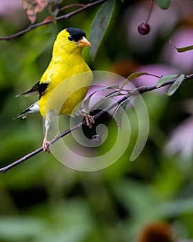 Vertical closeup of a American siskin (Carduelis tristis) on a branch against blurred background