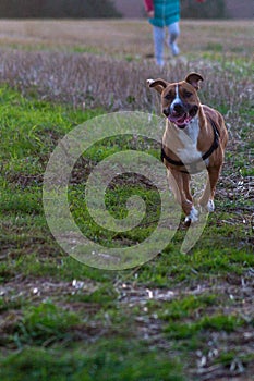 Vertical closeup of American Staffordshire Terrier outdoors. Burnham, North Lincolnshire, England. photo
