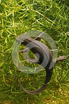 Vertical closeup of an aquatic, female Japanese firebelied newt, Cynops pyrrhogaster