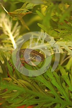 Closeup on a small Portuguese Bosca's newt, Lissotriton boscai , underwater photo