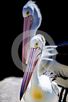 Vertical closeup of Australian pelicans, Pelecanus conspicillatus with big colorful beaks