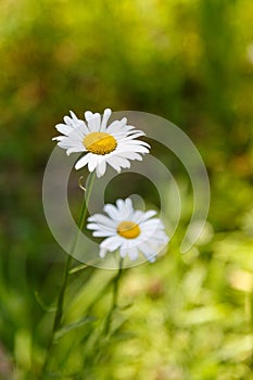 Vertical closeup of beautiful daisy flowers growing in a garden