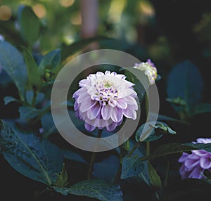 Vertical closeup of a beautiful pale violet dahlia in the garden.