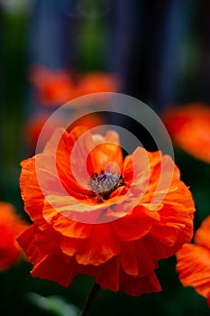 Vertical closeup of a beautiful red poppy flower in a field