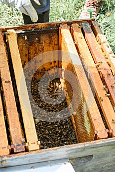 Vertical closeup of a beehive with a colony of honey bees.