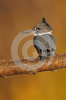 Vertical closeup of a belted kingfisher, Megaceryle alcyon.