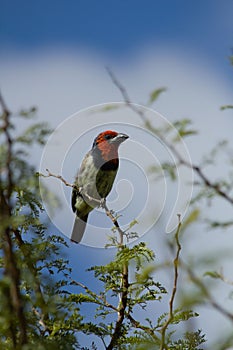 Vertical closeup of a black-collared barbet (Lybius torquatus) perched on a branch