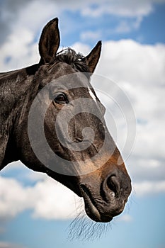 Vertical closeup of a black horse's head against the sky