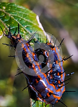 Vertical closeup of blue and orange Gulf fritillary caterpillar on green leaf