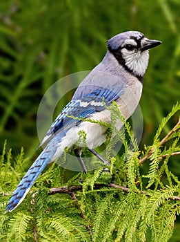 Vertical closeup of a bluejay, Cyanocitta cristata perched on a tree with green leaves, side profile