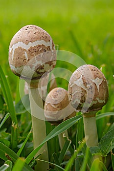 Vertical closeup of brown and beige Parasol mushrooms in the green forest