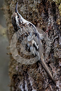 Vertical closeup of Brown creeper looking up while perched on tree bark