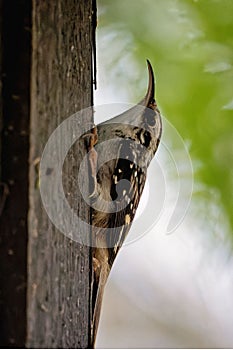 Vertical closeup of Brown creeper looking up while perched on tree bark