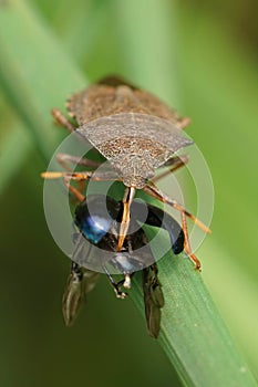 Vertical closeup on a brown dock leaf bug, Arama custos , predating on Agelastica alni beetle