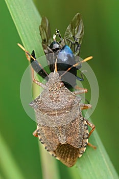 Vertical closeup on a brown dock leaf bug, Arama custos , predating on Agelastica alni beetle photo