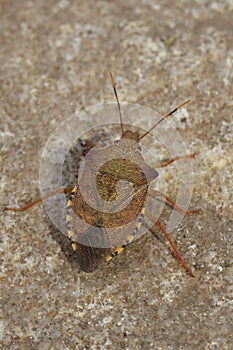 Vertical closeup on a the brown Dock leaf bug, Arma custos, sitting on a stone photo