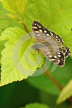 Vertical closeup on a brown speckled wood, Pararge aegeria , sitting on a lightgreen foliage