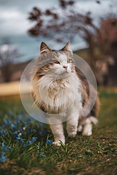 Vertical closeup of a brown and white Norwegian Forest cat walking on the grass blurred background