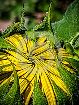 Vertical closeup of a bud of sunflower with fuzzy laves and blurred background