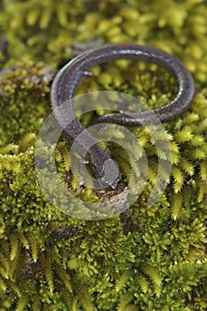 Vertical closeup on a California Slender salamander, Batrachopses attenuatus on green moss