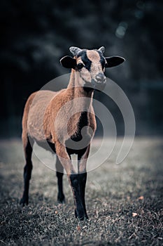 Vertical closeup of a Cameroon lamb on the asphalt blurred background