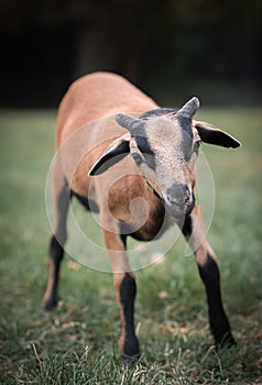 Vertical closeup of a Cameroon lamb on the grass blurred background