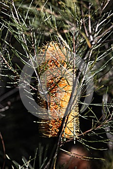 Vertical closeup of Candlestick Banksia (Banksia attenuata) flower growing in sunlight