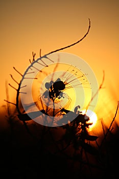 Vertical closeup of Capparaceae silhouette against sunset, golden sky background