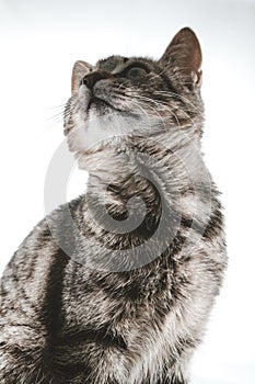 Vertical closeup of a cat looking up on a white background