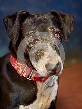 Vertical closeup of a Catahoula dog