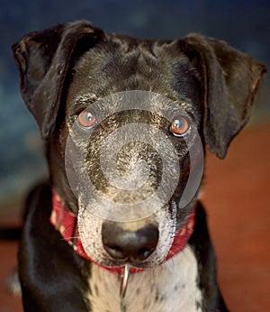 Vertical closeup of a Catahoula dog