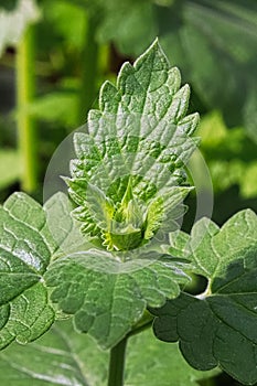 Vertical closeup of the center of catnip leaves