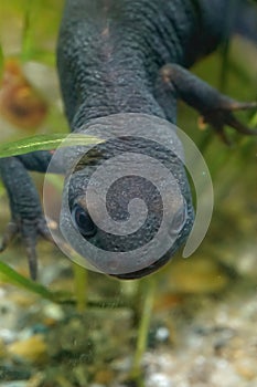 Vertical closeup on the Chinese firebellied newt, Cynops orientalis underwater