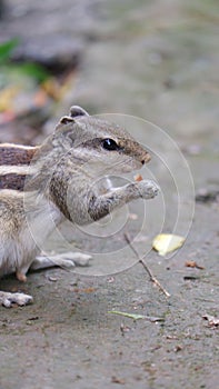 Vertical closeup of a Chipmunk eating, on a concrete floor