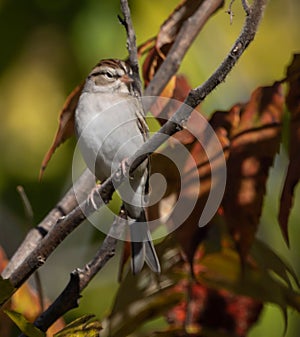 Vertical closeup of the chipping sparrow, Spizella passerina perched on the branch.