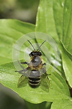 Vertical closeup on a chocolate mining bee, Andrena scotica sitting on a shrub in the sun
