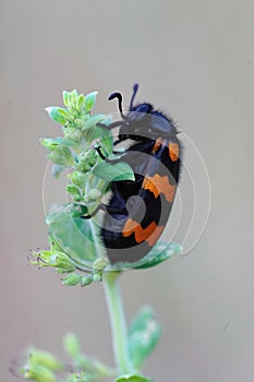 Vertical closeup on a colorful blister beetle, Mylabris variabilis, a parasite on solitary bees in Southern France