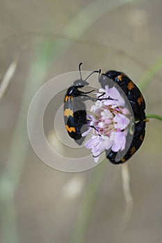 Vertical closeup on a colorful orange and black blister beetle, Mylabris variabilis, a parasite on solitary bees